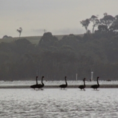 Cygnus atratus (Black Swan) at Tuross Head, NSW - 24 Nov 2014 by MB