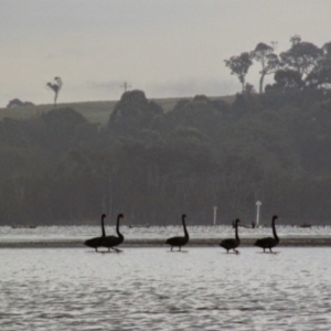 Cygnus atratus at Tuross Head, NSW - 24 Nov 2014 05:50 PM