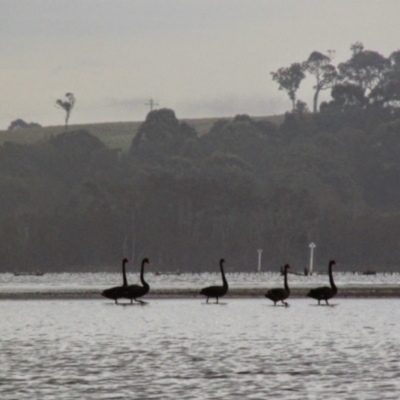 Cygnus atratus (Black Swan) at Tuross Head, NSW - 24 Nov 2014 by MB