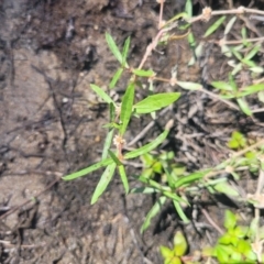 Alternanthera denticulata (Lesser Joyweed) at Kambah, ACT - 28 Feb 2024 by Angelanspeary