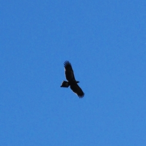 Aquila audax at Tharwa, ACT - 7 Jun 2014 11:44 AM