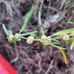 Alternanthera denticulata (Lesser Joyweed) at Kambah, ACT - 28 Feb 2024 by Angelanspeary