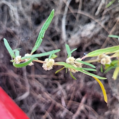 Alternanthera denticulata (Lesser Joyweed) at Kambah, ACT - 28 Feb 2024 by Angelanspeary