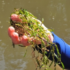 Potamogeton crispus at Kambah, ACT - 28 Feb 2024 11:47 AM