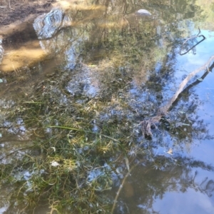 Potamogeton crispus at Kambah, ACT - 28 Feb 2024 12:23 PM