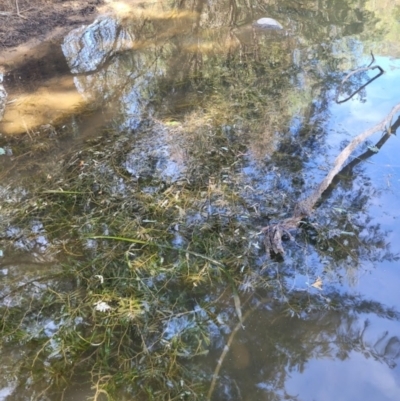 Potamogeton crispus (Curly Pondweed) at Kambah, ACT - 28 Feb 2024 by Angelanspeary