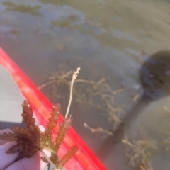 Potamogeton crispus (Curly Pondweed) at Kambah, ACT - 28 Feb 2024 by Angelanspeary