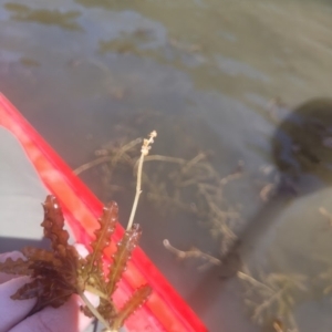 Potamogeton crispus at Kambah, ACT - 28 Feb 2024