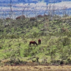 Equus caballus (Horse, Feral Horse) at Tantangara, NSW - 5 Oct 2014 by MB