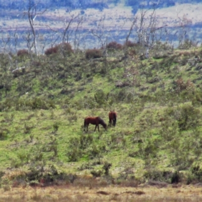Equus caballus (Horse, Feral Horse) at Tantangara, NSW - 5 Oct 2014 by MB