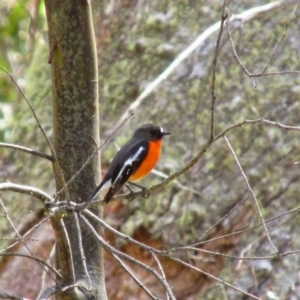 Petroica phoenicea at Cooleman, NSW - 5 Oct 2014 12:23 PM