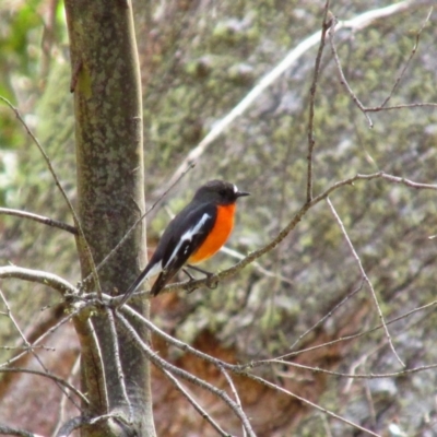 Petroica phoenicea (Flame Robin) at Cooleman, NSW - 5 Oct 2014 by MB