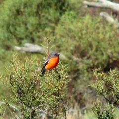 Petroica phoenicea (Flame Robin) at Cooleman, NSW - 20 Apr 2014 by MB