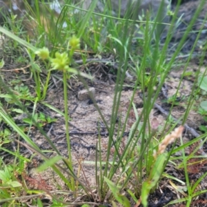 Cyperus eragrostis at Kambah, ACT - 28 Feb 2024