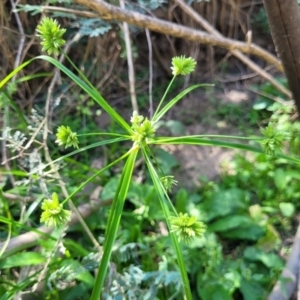 Cyperus eragrostis at Kambah, ACT - 28 Feb 2024 12:31 PM