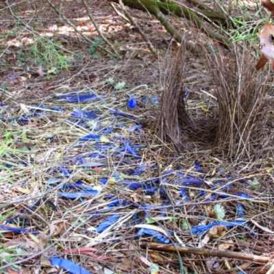 Ptilonorhynchus violaceus (Satin Bowerbird) at Shelley, VIC - 25 Jan 2014 by MB