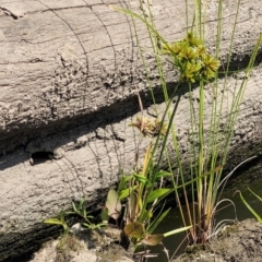 Cyperus eragrostis (Umbrella Sedge) at Kambah, ACT - 28 Feb 2024 by Angelanspeary