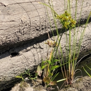 Cyperus eragrostis at Kambah, ACT - 28 Feb 2024