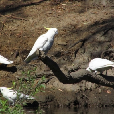 Cacatua galerita (Sulphur-crested Cockatoo) at Walwa, VIC - 25 Jan 2014 by MB