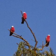 Eolophus roseicapilla (Galah) at Jingellic, NSW - 25 Jan 2014 by MB