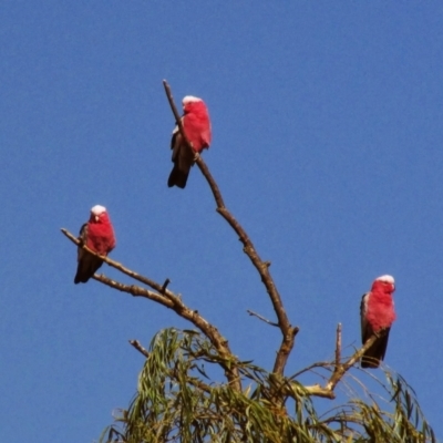 Eolophus roseicapilla (Galah) at Jingellic, NSW - 26 Jan 2014 by MB
