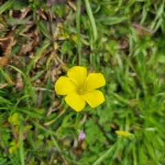 Oxalis pes-caprae (Soursob) at Parkes, NSW - 19 Aug 2024 by Csteele4