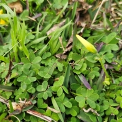 Oxalis pes-caprae at Parkes, NSW - 19 Aug 2024