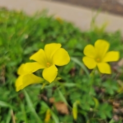 Oxalis pes-caprae at Parkes, NSW - 19 Aug 2024