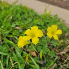 Oxalis pes-caprae at Parkes, NSW - 19 Aug 2024