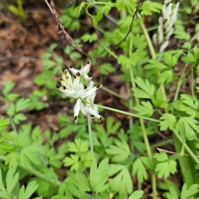 Fumaria capreolata (White Fumitory) at Parkes, NSW - 19 Aug 2024 by Csteele4