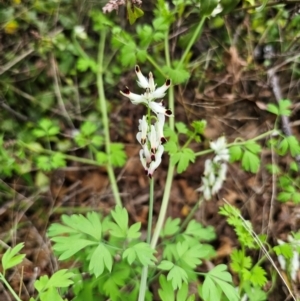 Fumaria capreolata at Parkes, NSW - 19 Aug 2024 02:47 PM