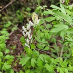 Fumaria capreolata at Parkes, NSW - 19 Aug 2024 02:47 PM