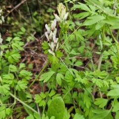 Fumaria capreolata at Parkes, NSW - 19 Aug 2024 02:47 PM