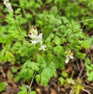 Fumaria capreolata at Parkes, NSW - 19 Aug 2024 02:47 PM