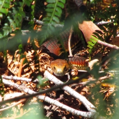 Austrelaps ramsayi (Highlands Copperhead) at Geehi, NSW - 18 Dec 2013 by MB