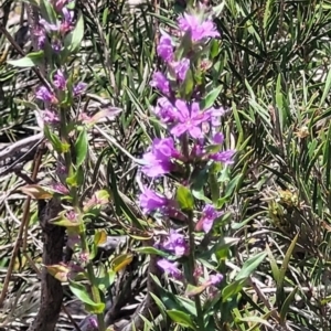 Lythrum salicaria at Kambah, ACT - 28 Feb 2024 02:18 PM