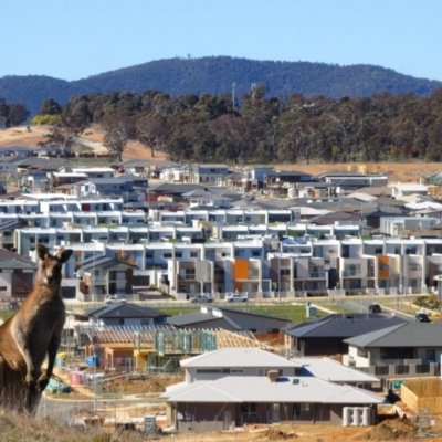 Macropus giganteus (Eastern Grey Kangaroo) at Nicholls, ACT - 10 Aug 2013 by MB