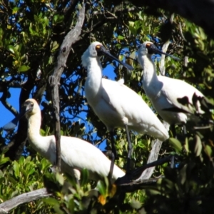 Platalea regia at Woollamia, NSW - 12 Oct 2013