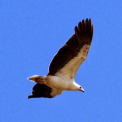 Haliaeetus leucogaster (White-bellied Sea-Eagle) at Jervis Bay, JBT - 16 Oct 2013 by MB