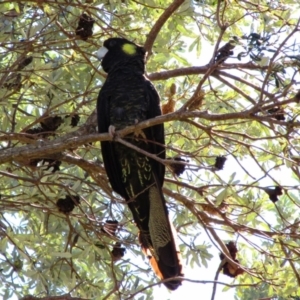 Zanda funerea at Jervis Bay, JBT - 16 Oct 2013