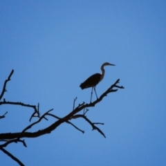 Ardea pacifica (White-necked Heron) at Gunderbooka, NSW - 13 Jul 2013 by MB