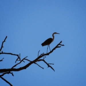 Ardea pacifica at Gunderbooka, NSW - 13 Jul 2013