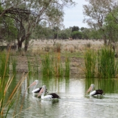 Pelecanus conspicillatus (Australian Pelican) at Gongolgon, NSW - 15 Jul 2013 by MB