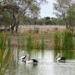 Pelecanus conspicillatus (Australian Pelican) at Gongolgon, NSW - 15 Jul 2013 by MB