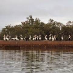 Pelecanus conspicillatus (Australian Pelican) at Nyngan, NSW - 16 Jul 2013 by MB