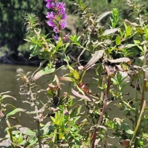 Lythrum salicaria at Kambah, ACT - 28 Feb 2024