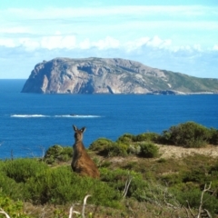 Macropus fuliginosus (Western grey kangaroo) at Broke, WA - 19 May 2013 by MB