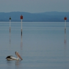 Pelecanus conspicillatus (Australian Pelican) at Denmark, WA - 7 May 2013 by MB