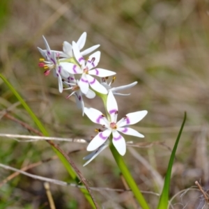 Wurmbea dioica subsp. dioica at Strathnairn, ACT - 19 Aug 2024 01:30 PM