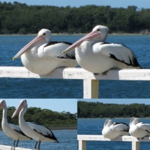 Pelecanus conspicillatus at Wingan River, VIC - 14 Mar 2013